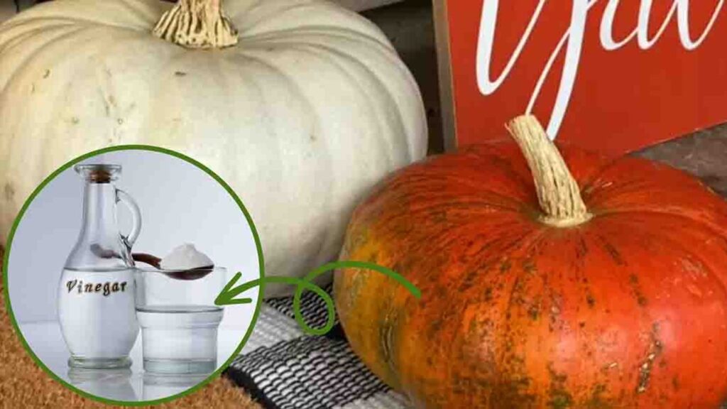 Finished How to Preserve Decorative Pumpkins without Bleach, a completed DIY project
