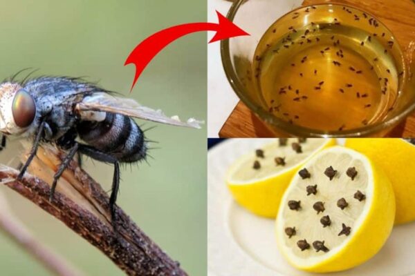 7 Easy & Inexpensive Ways To Repel House Flies For Good