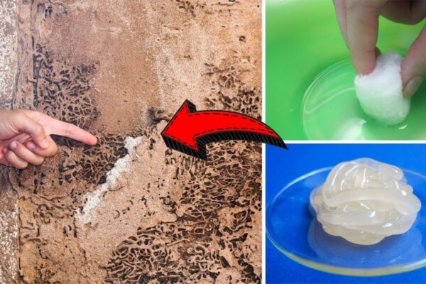 How to Get Rid of Termites for Good