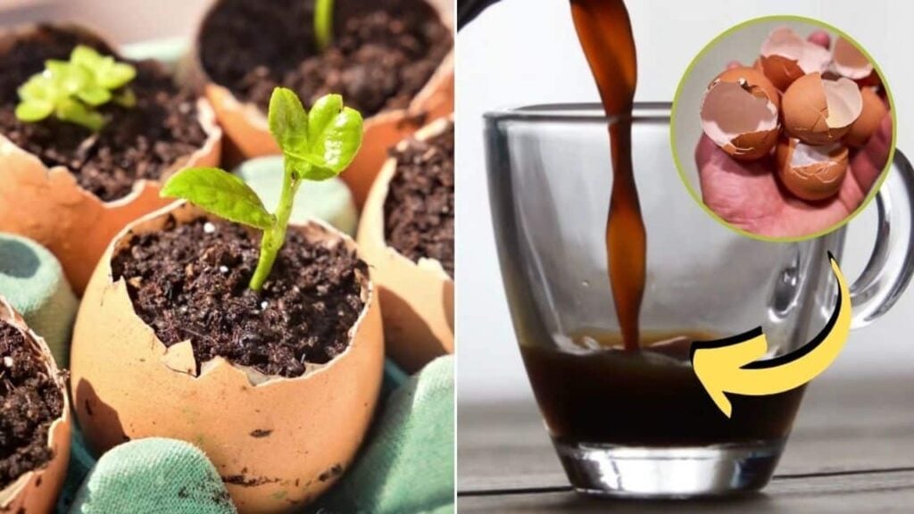 8 Clever Ways To Reuse Eggshells, homemade and freshly served