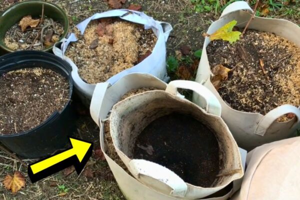 Finished How to Reuse Old Potting Soil, a completed DIY project