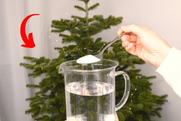 How to Stop Christmas Tree from Shedding Needles