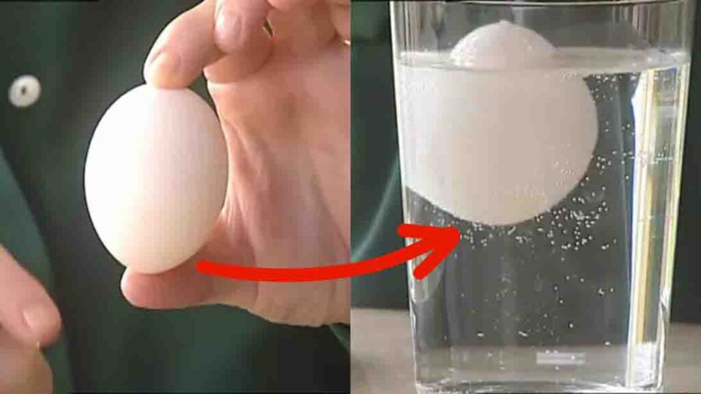 How To Tell If Eggs Are Fresh, homemade and freshly served