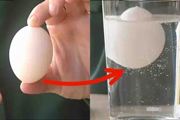 How To Tell If Eggs Are Fresh, homemade and freshly served