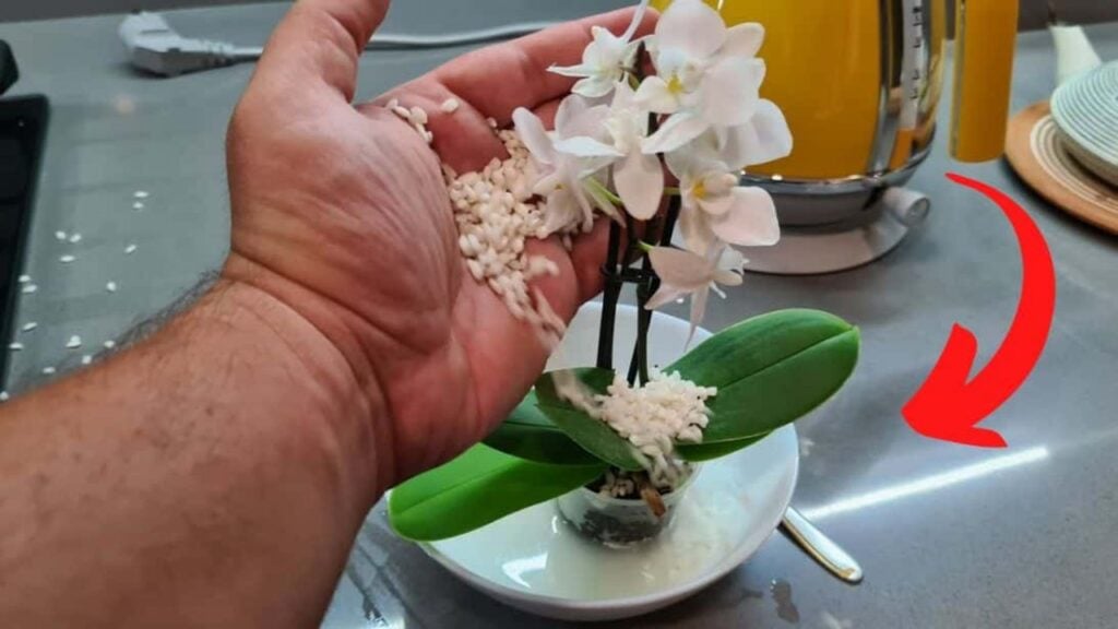 How To Use Rice As Fertilizer For Orchids, homemade and freshly served