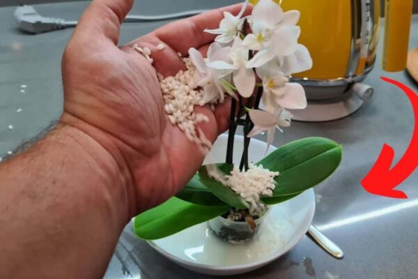 How To Use Rice As Fertilizer For Orchids, homemade and freshly served