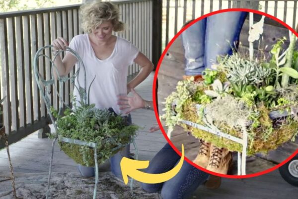 Finished Transform An Old Chair Into A Cute Succulent Planter, a completed DIY project