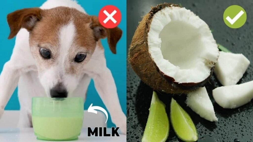 Finished 12 Human Foods That Are Actually Good For Dogs, a completed DIY project