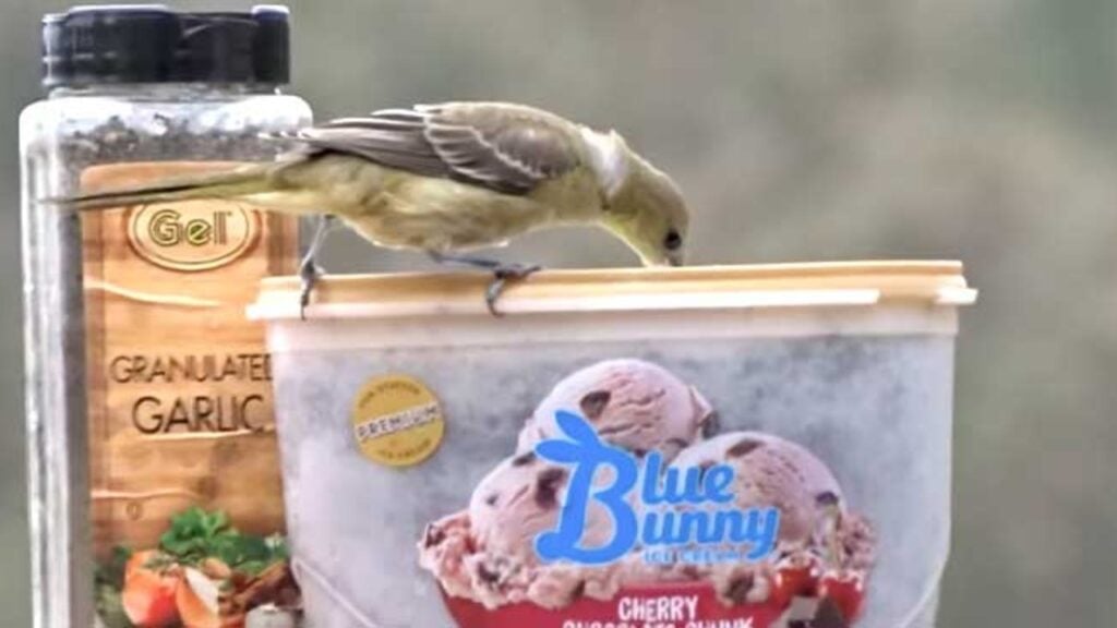 Easy DIY Hummingbird Feeder From Ice Cream Carton, homemade and freshly served