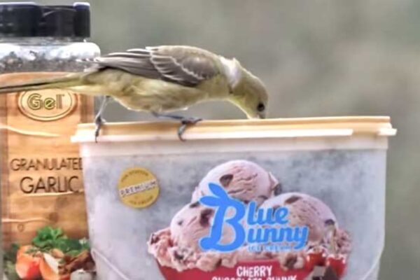Easy DIY Hummingbird Feeder From Ice Cream Carton, homemade and freshly served