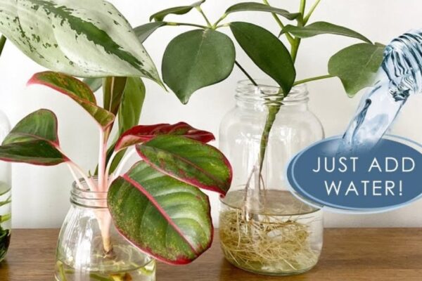 Finished 8 Indoor Plants That Can Grow In Water, a completed DIY project