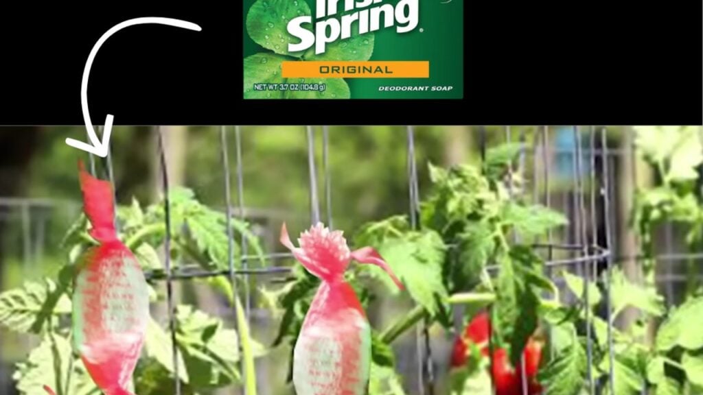 Finished Irish Spring Soap Keeps Critters Out of the Yard and Garden, a completed DIY project
