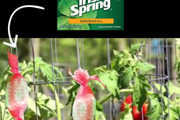 Finished Irish Spring Soap Keeps Critters Out of the Yard and Garden, a completed DIY project