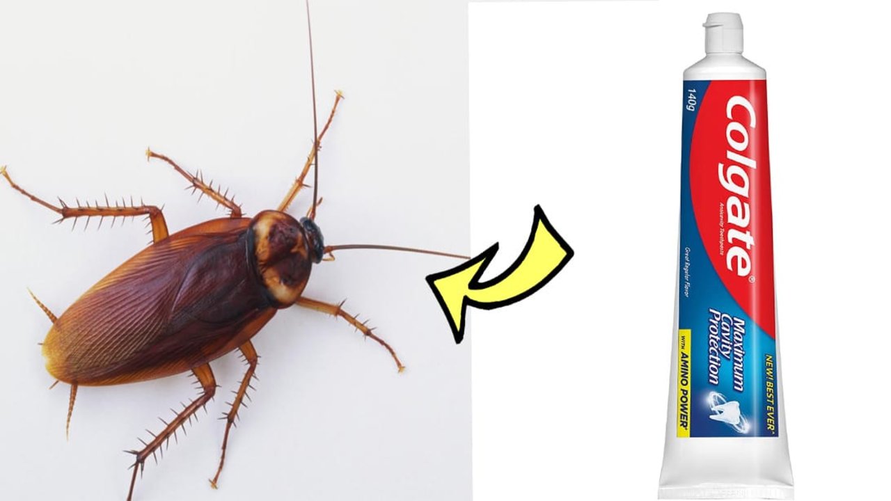 How to Kill Cockroaches in 5 Minutes - DIY Joy