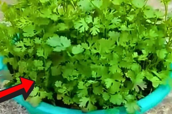 Magical Way to Grow Coriander in Just 5 Days