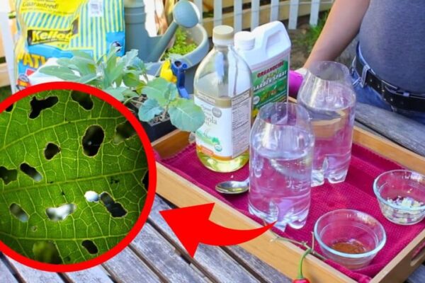 Finished Natural Insecticides for Vegetable Gardens, a completed DIY project