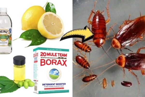 7 Natural Ways To Get Rid Of Cockroaches Permanently