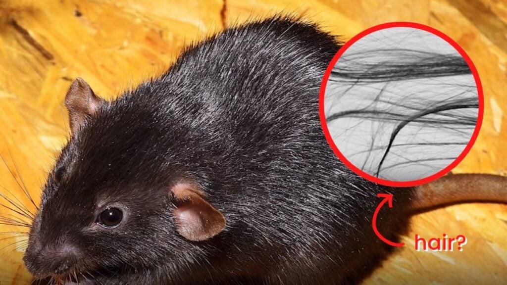 8 Natural Ways to Get Rid of Rats and Mice Without Harming Them