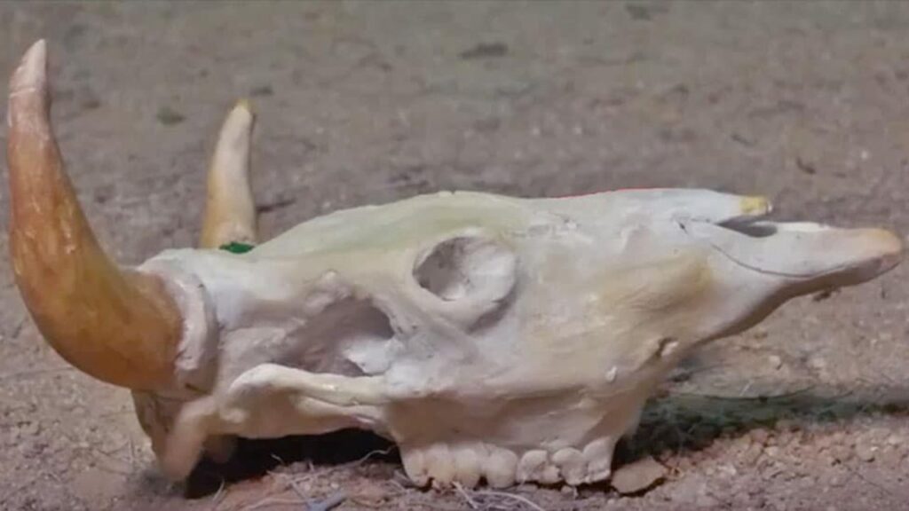 Finished No One Will Believe This Longhorn Skull Is Made of Clay, a completed DIY project