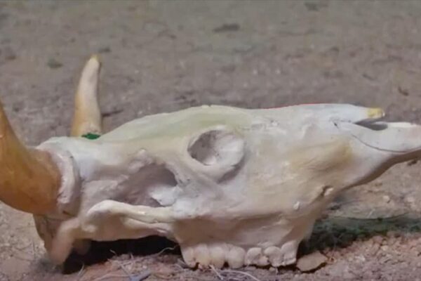Finished No One Will Believe This Longhorn Skull Is Made of Clay, a completed DIY project