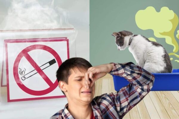 Odor Eliminator (Cigarettes, Pet Urine, Soccer Shoes)