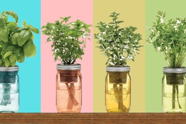 Finished 9 Herbs That You Can Grow In A Mason Jar, a completed DIY project