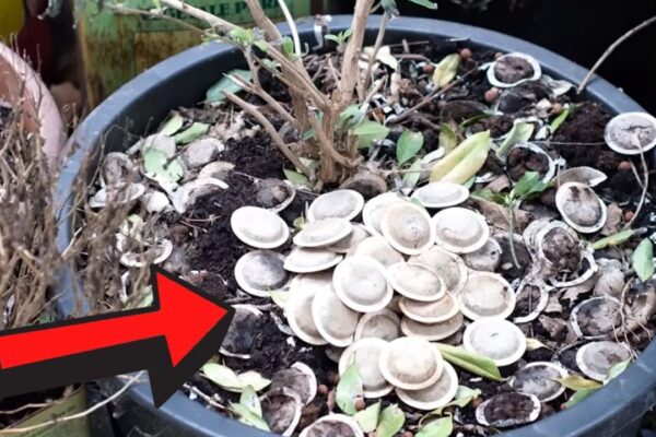 Finished 15 Reasons Why You Should Never Throw Away Used Tea Bags, a completed DIY project