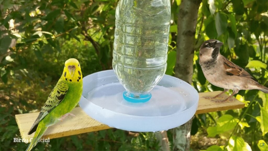 Finished a Recycled Bird Water Feeder, a completed DIY project