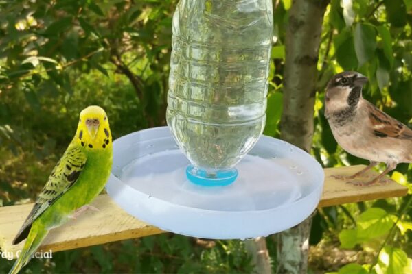 Finished a Recycled Bird Water Feeder, a completed DIY project