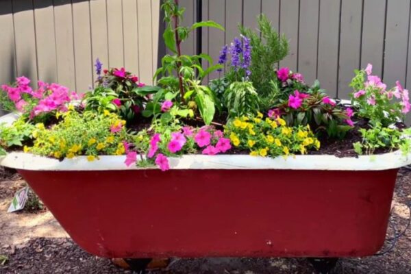 Finished Repurposed Clawfoot Tub Garden Planter, a completed DIY project