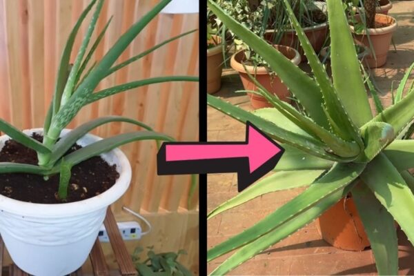 3 Secrets to Growing Thick and Fleshy Aloe Vera Leaves