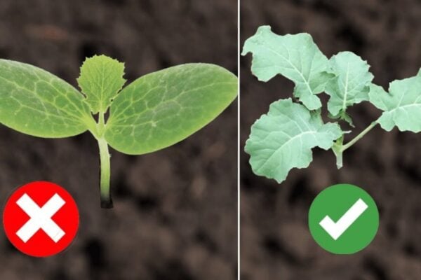 Finished 5 Vegetables You Can Plant in September, a completed DIY project