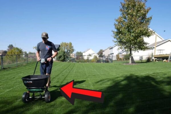When and How to Start Fall Lawn Care?, homemade and freshly served
