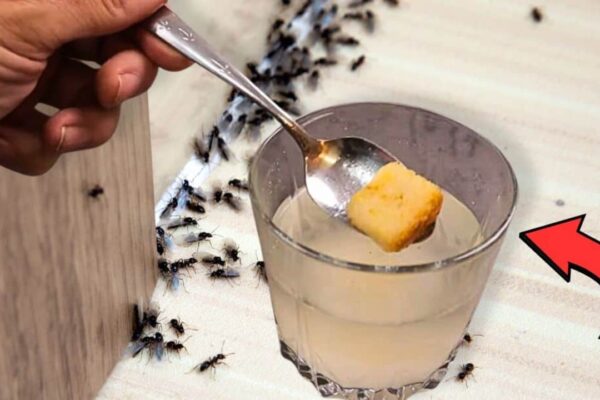 The Secret to Eliminate Little Black Ants