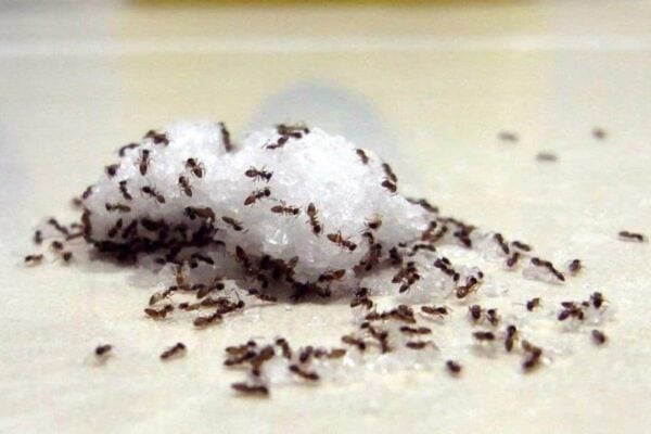 Tips and Tricks For Finding Ant Nests