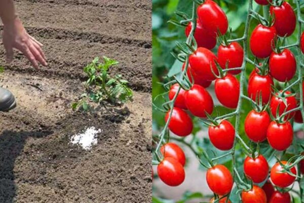 How to Grow Stronger Tomato Plants