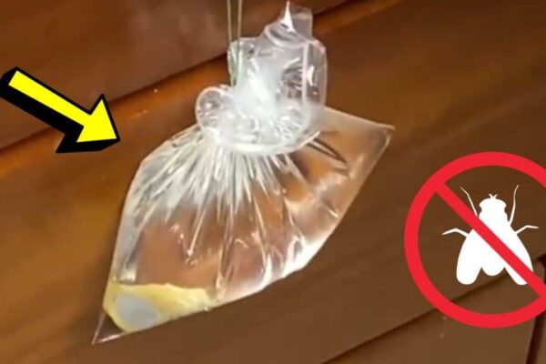 Genius Trick To Keep Flies Away From Your Home