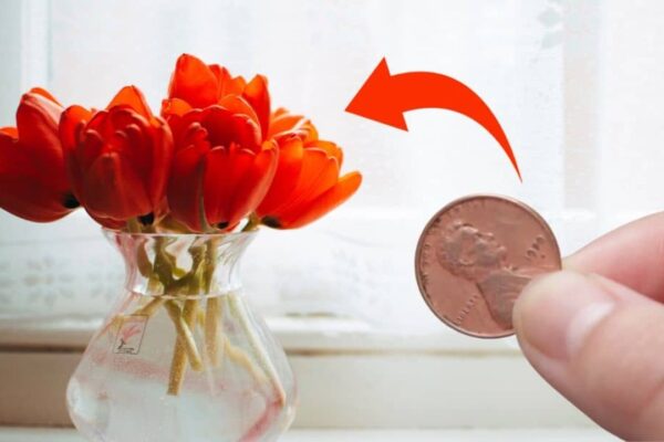 Finished Try Putting Vodka and Pennies in Your Flower Vases, a completed DIY project