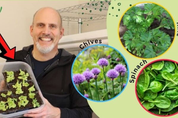 Finished 9 Seeds That You Can Plant Indoors In January, a completed DIY project