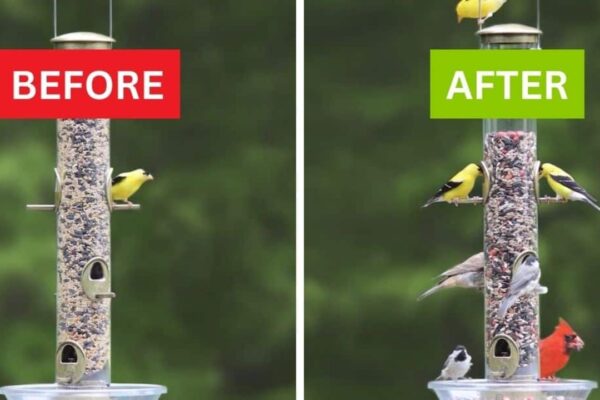 Finished Why Aren’t Birds Coming to Your Feeder, a completed DIY project