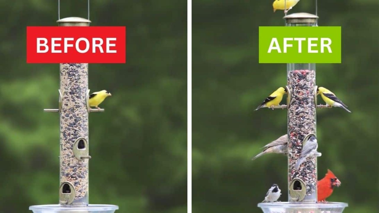 Why Aren't Birds Coming to Your Feeder - DIY Joy