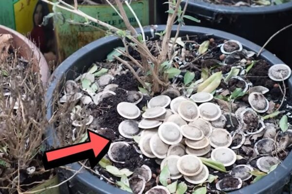 Finished Why You Shouldn’t Throw Away Used Tea Bags, a completed DIY project