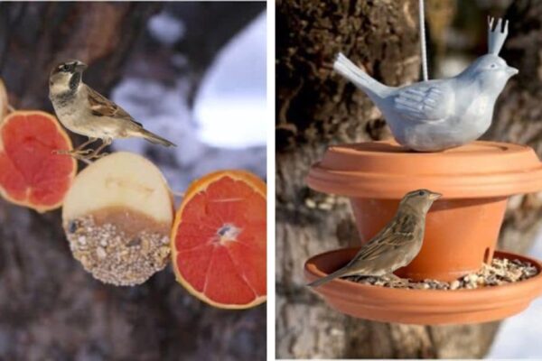 Finished 4 for Feeding Birds in the Winter, a completed DIY project