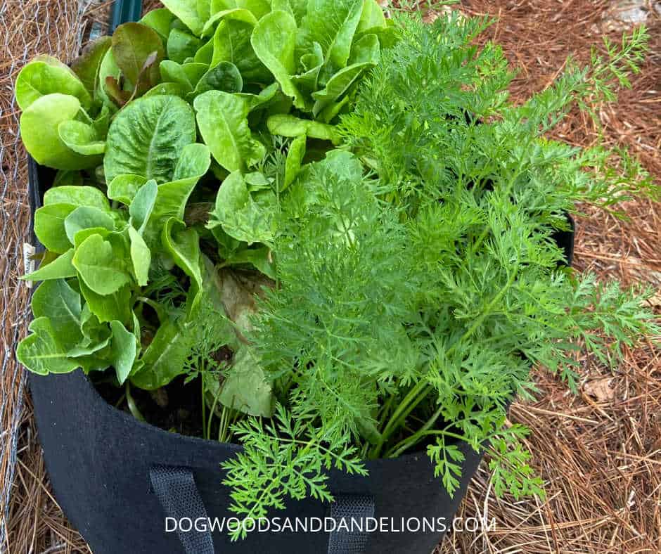 Autumn outdoor tutorial, winter-ready yard project focused on fall container yard, vegetables and flowers together