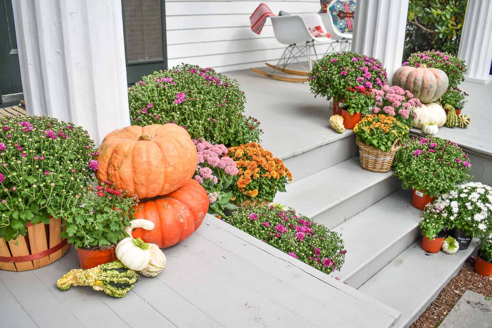 Quick fall porch decorating idea with mums and pumpkins