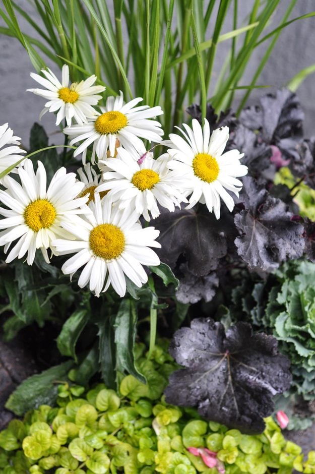 Seasonal yard idea, practical outdoor project featuring the finished easy fall planter with daisies and heuchera