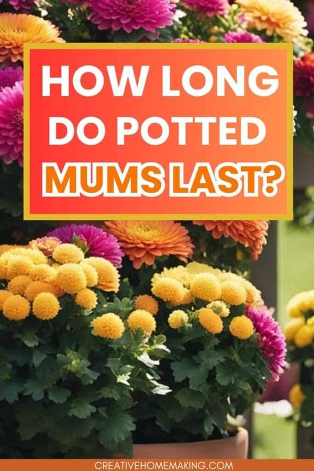 Seasonal yard idea, practical outdoor project and end-of-season yard care, featuring potted mums growing in a fall container