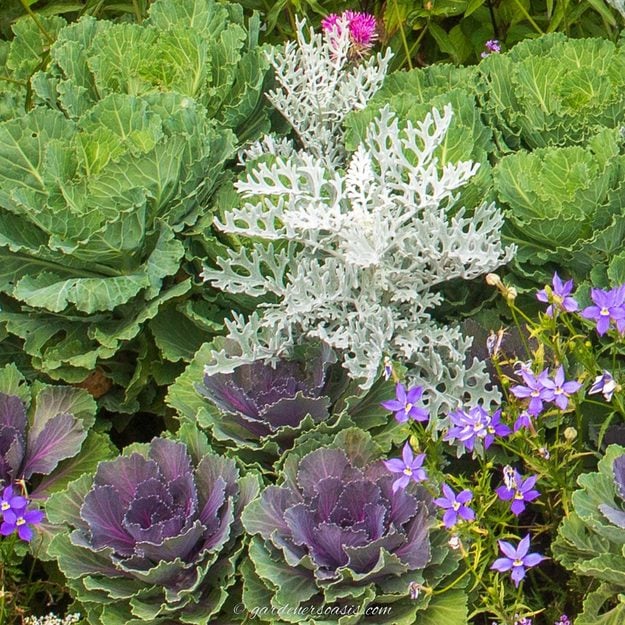 Outdoor fall project, end-of-season yard care showing the finished ornamental cabbage and 17 more fall container plants