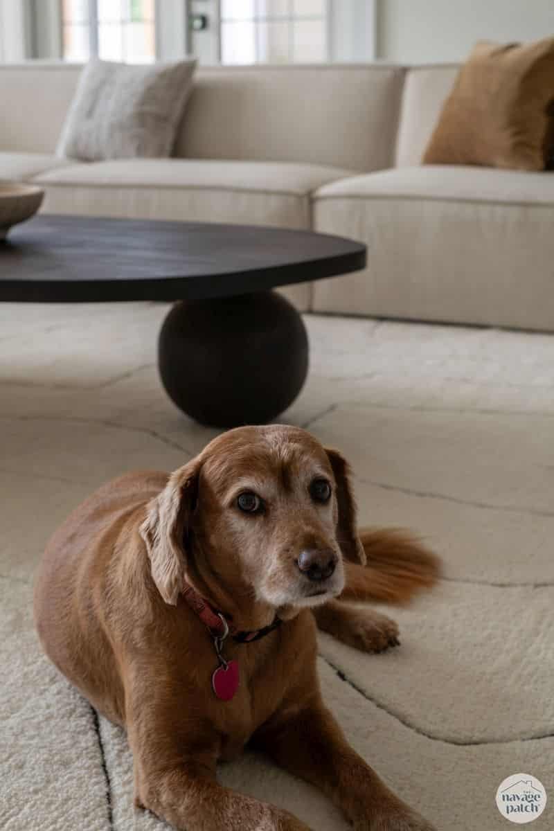 Round black coffee table on a large dark ball leg in front of a cream sectional, with a small brown dog lying on the rug