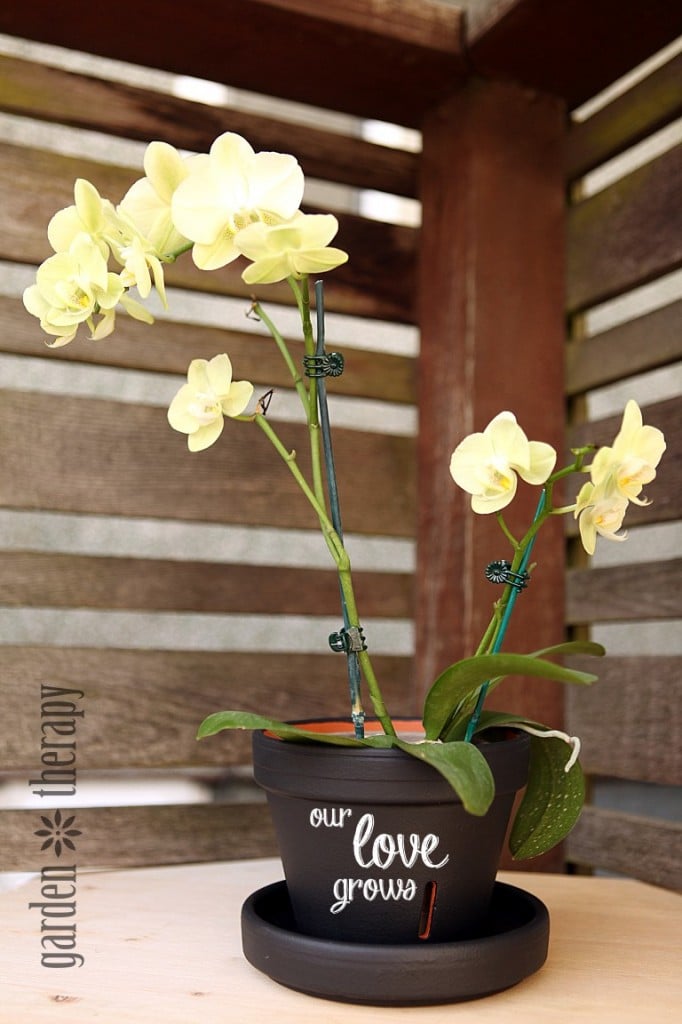 Pale yellow orchid in a black chalkboard painted terracotta pot and saucer lettered our love grows in white chalk on wood